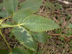 Image of Corsican hellebore