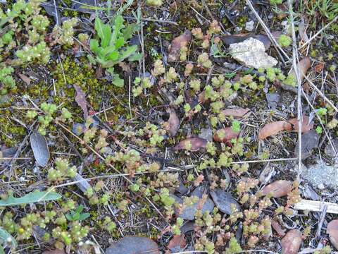 Image of Sedum arenarium Brot.