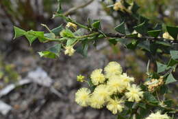 Acacia littorea Maslin的圖片