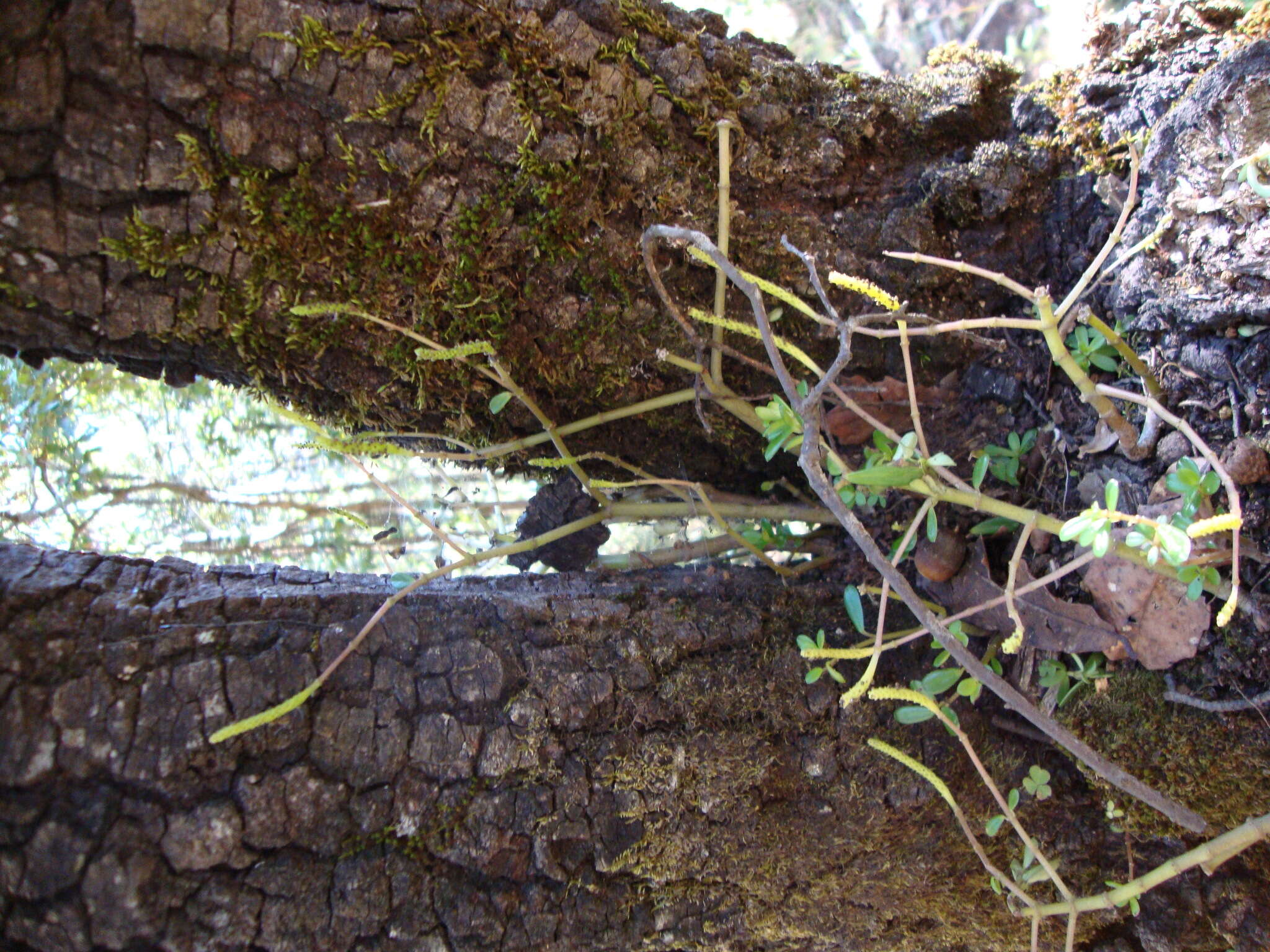 Image of Peperomia leptophylla Miq.