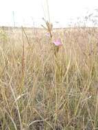 Image of Dianthus polymorphus Bieb.