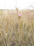 صورة Dianthus polymorphus Bieb.