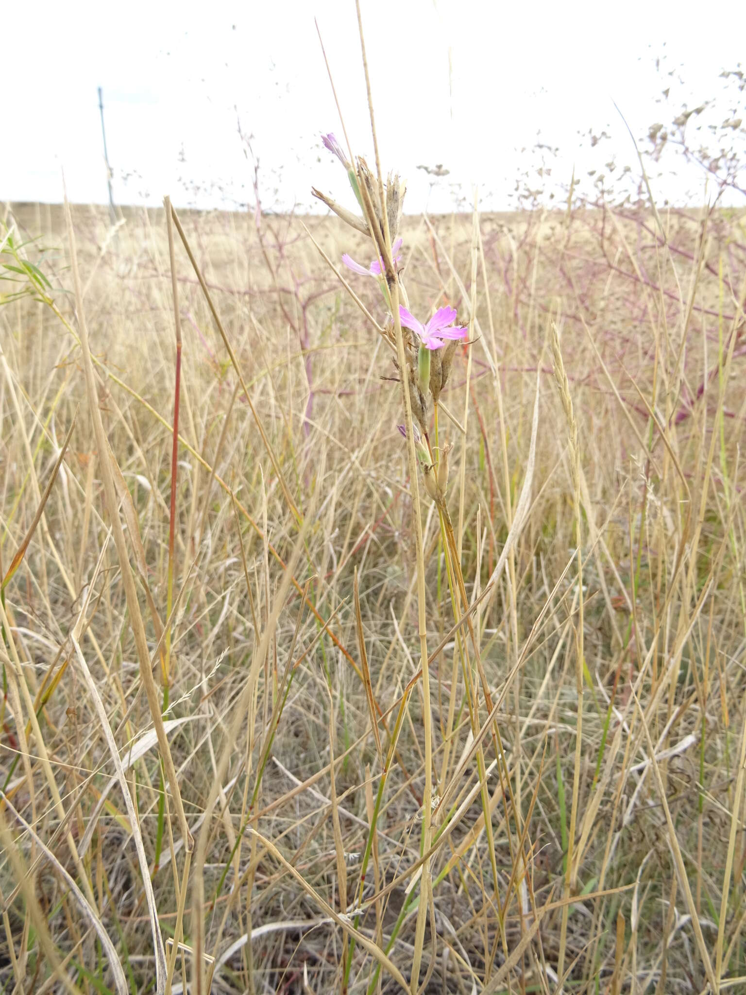 Image of Dianthus polymorphus Bieb.