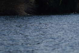 Image of Silvery Grebe