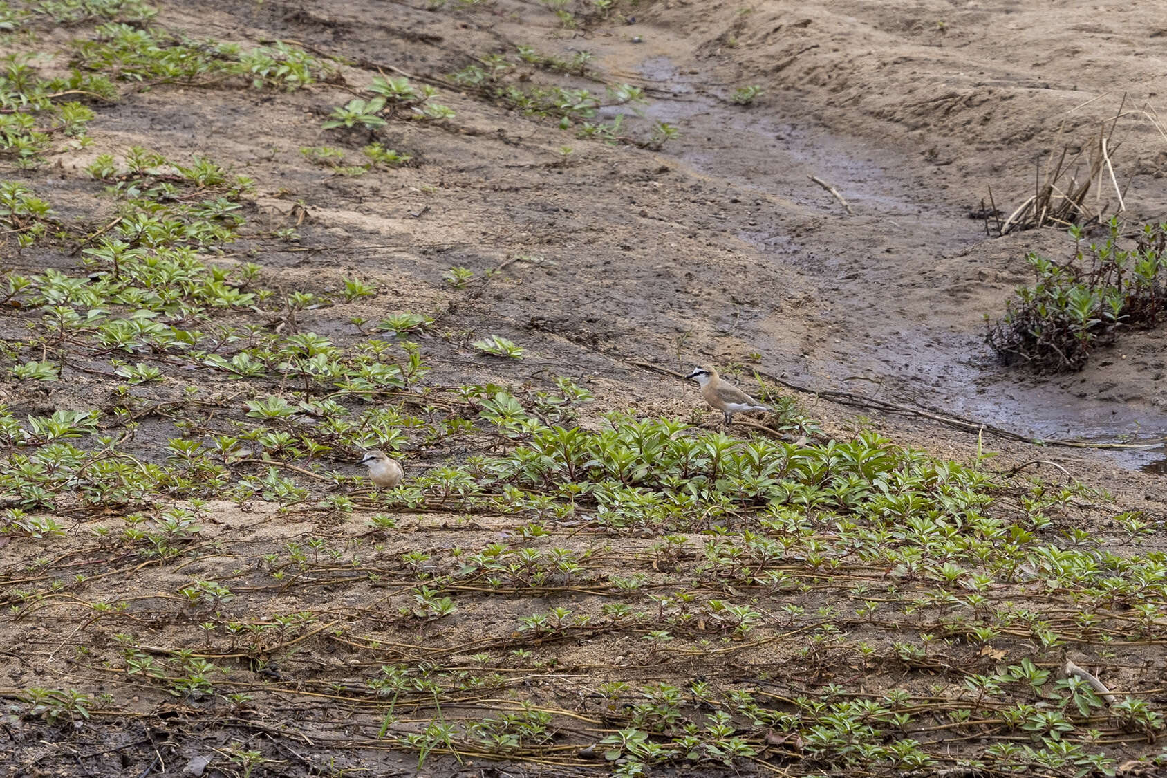 Sivun Charadrius marginatus mechowi (Cabanis 1884) kuva