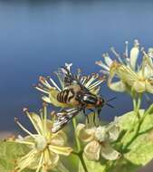 Image of Chrysops divaricatus Loew 1858