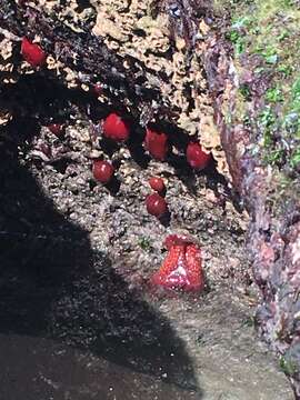 Image of Strawberry anemone