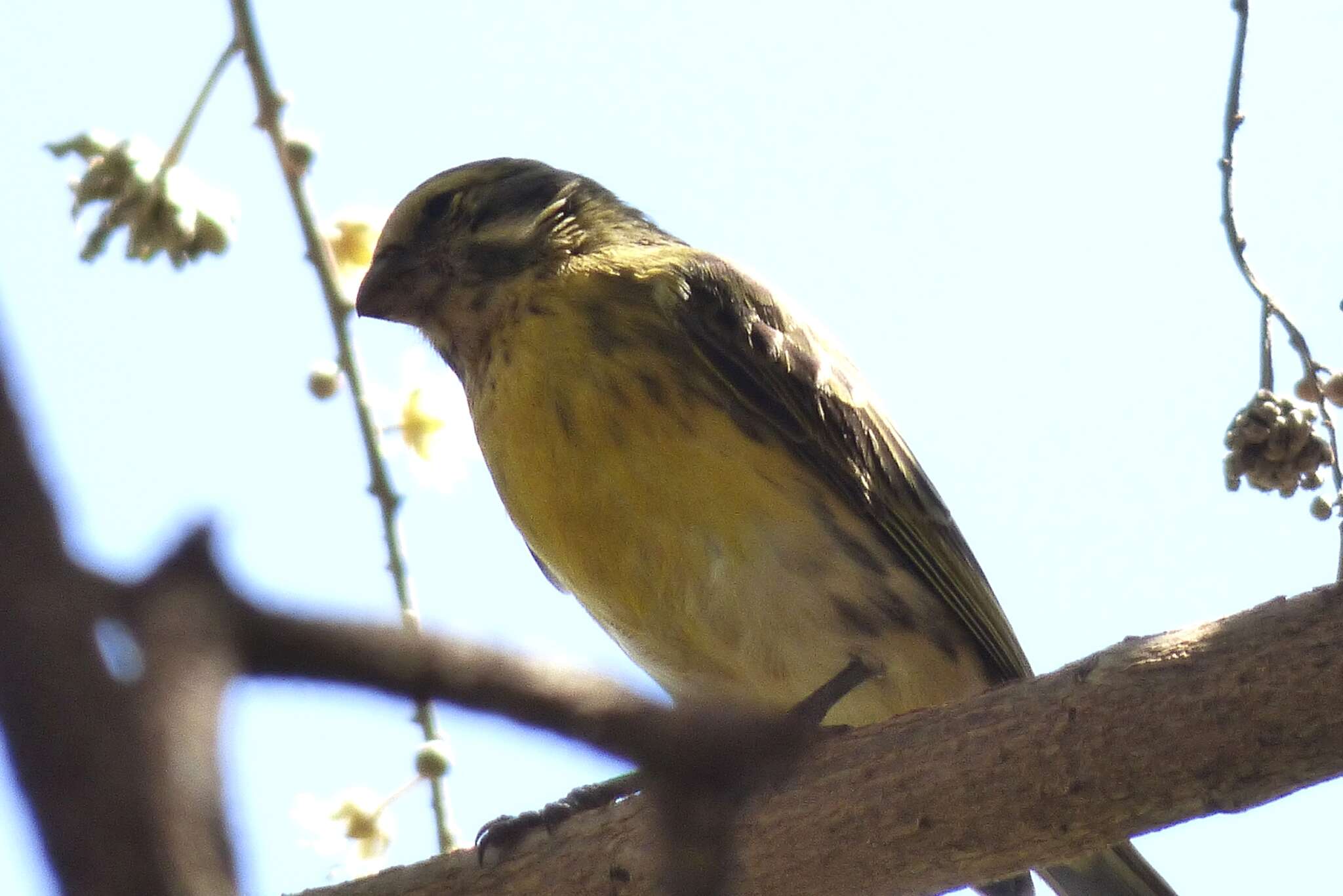 Image of White-bellied Canary