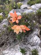 Image of Gladiolus miniatus Eckl.