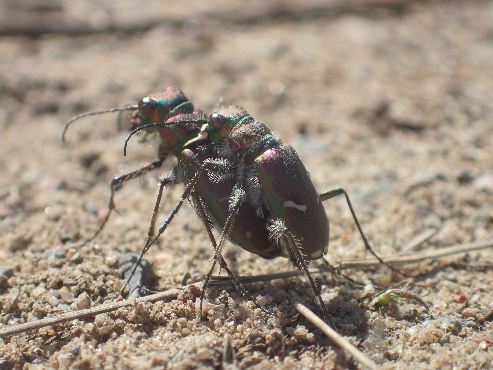 Image of Cicindela (Cicindela) purpurea purpurea A. G. Olivier 1790