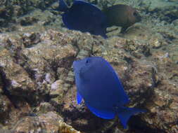 صورة Acanthurus coeruleus Bloch & Schneider 1801