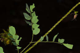 Image of Caesalpinia angolensis (Oliv.) Herend. & Zarucchi