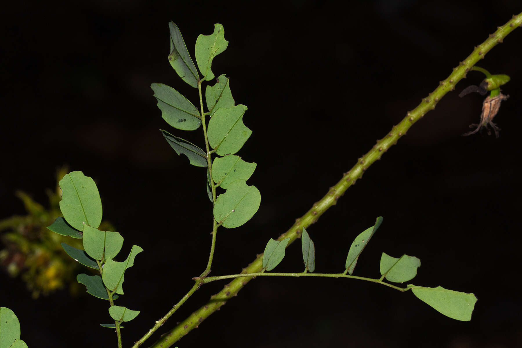 Plancia ëd Caesalpinia angolensis (Oliv.) Herend. & Zarucchi