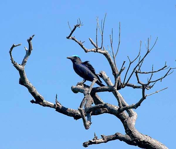 Image of Purple-winged Roller