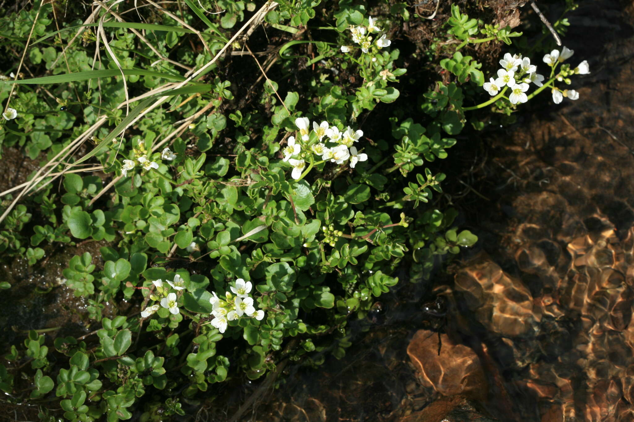 Imagem de Cardamine prorepens Fisch.