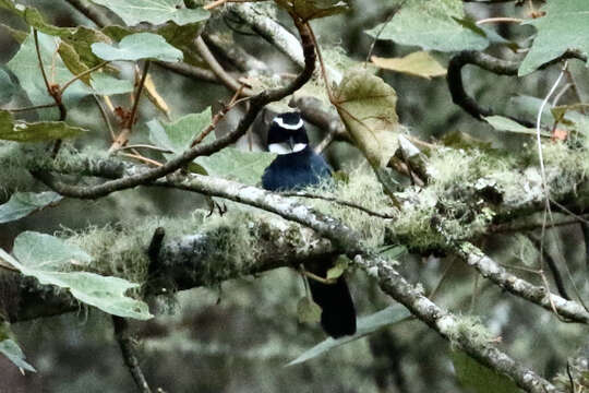 Image of White-throated Jay