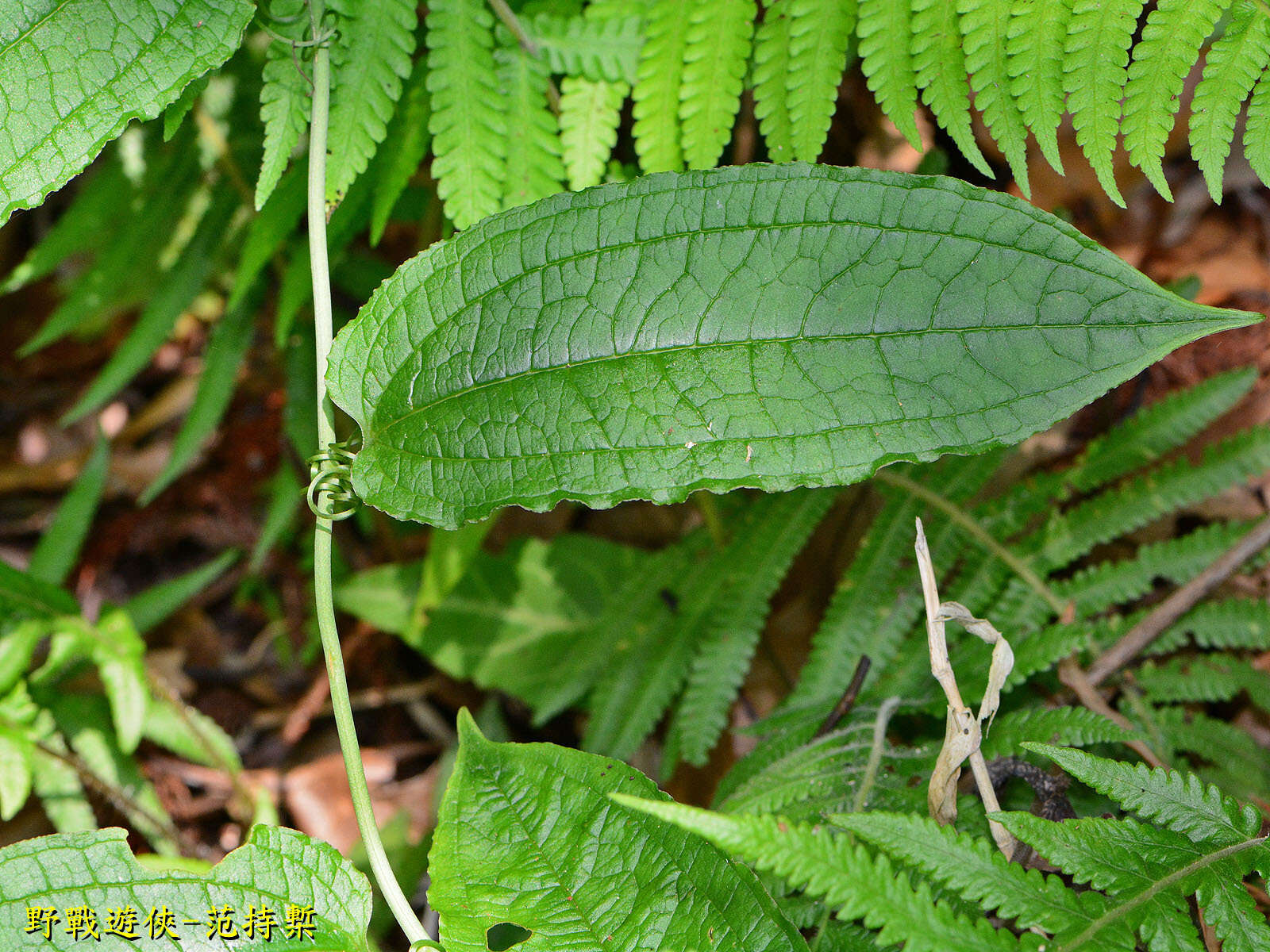 Image of Smilax riparia A. DC.