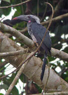 Image of Black Dwarf Hornbill