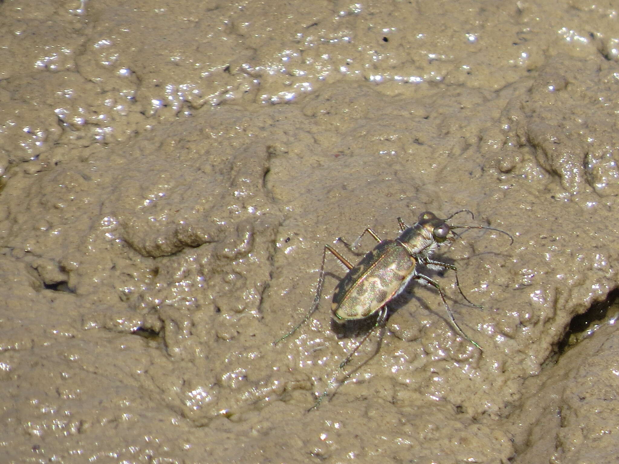 Plancia ëd Cicindela (Cicindelidia) trifasciata sigmoidea Le Conte 1851