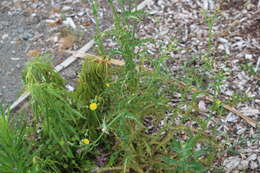 Слика од Sonchus asper (L.) Hill