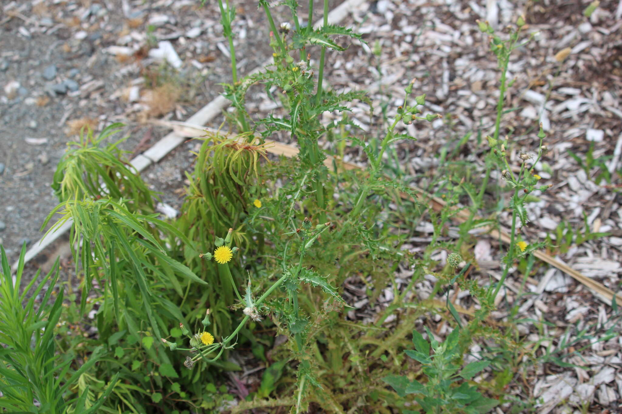 Слика од Sonchus asper (L.) Hill