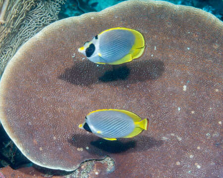 صورة Chaetodon adiergastos Seale 1910