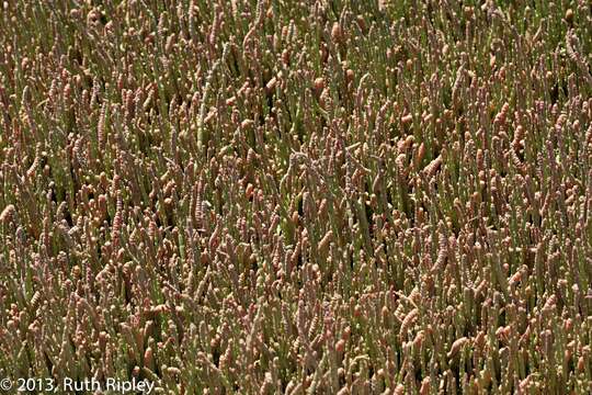 Слика од Salicornia natalensis Bunge ex Ung.-Sternb.