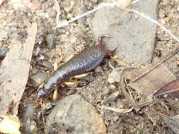 Image of Maritime earwig