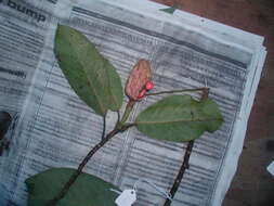 Image of Magnolia yoroconte Dandy