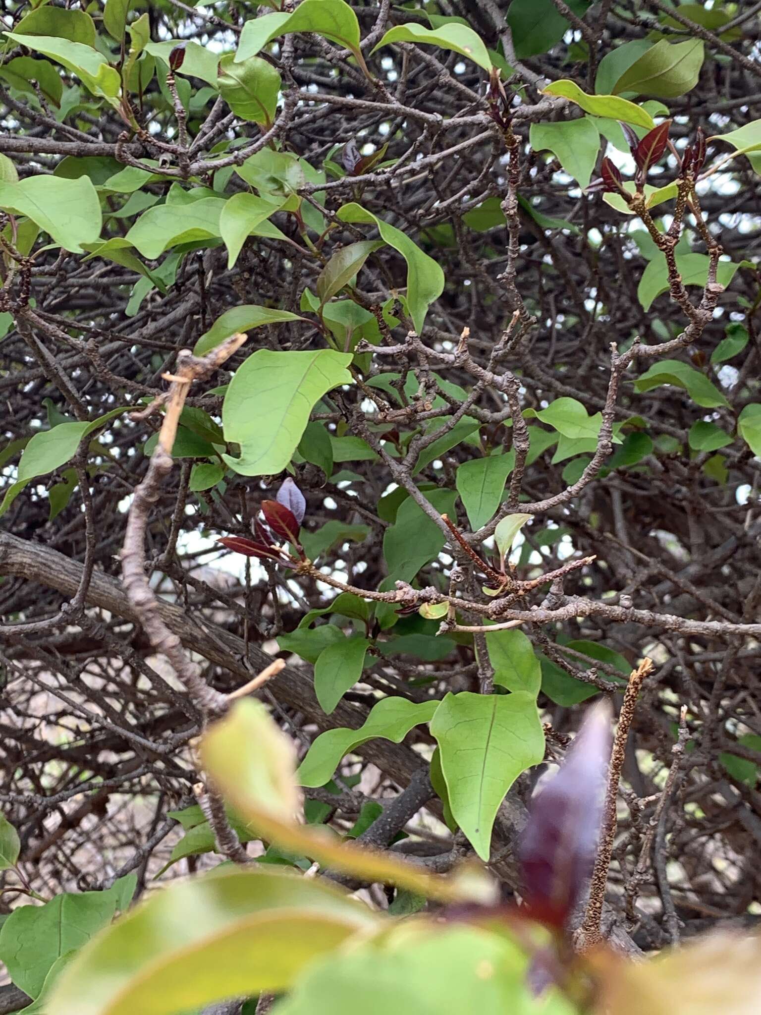 Image de Strophanthus petersianus Klotzsch