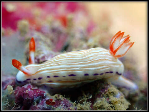 Image of Hypselodoris katherinae Gosliner & R. F. Johnson 2018