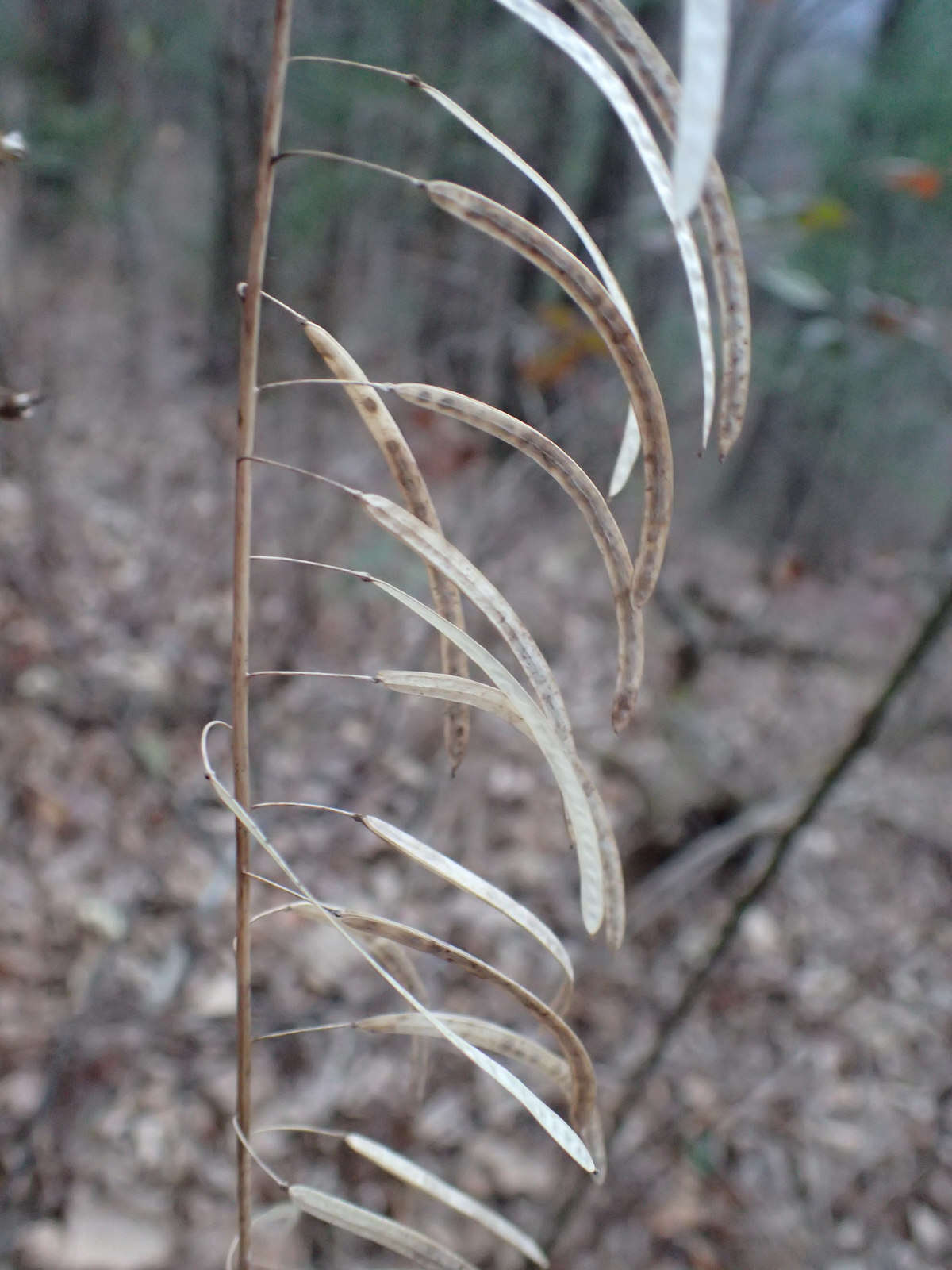 Image of Borodinia canadensis