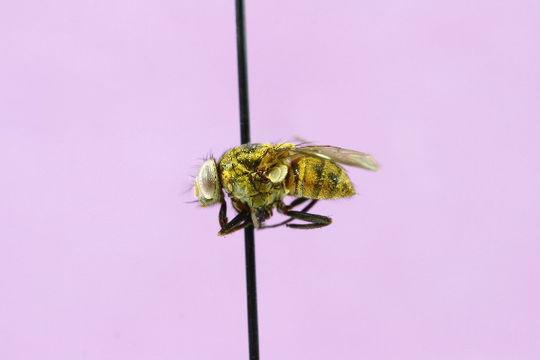 Image of Philornis