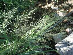 Image of Guinea Grass