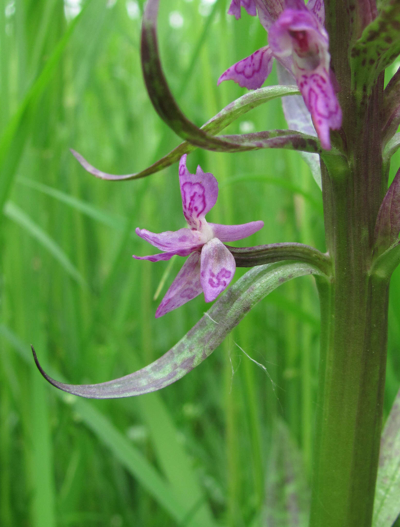 Image de Orchis rouge sang