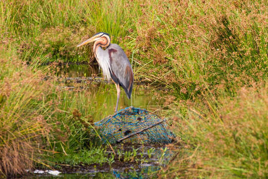 Image of Ardea purpurea manilensis Meyen 1834