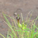 Image of Ceropegia mahabalei Hemadri & M. Y. Ansari