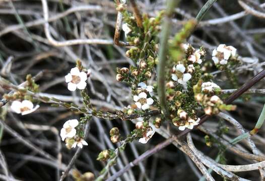 Sivun Rinzia ericaea (F. Muell. ex Benth.) Rye kuva