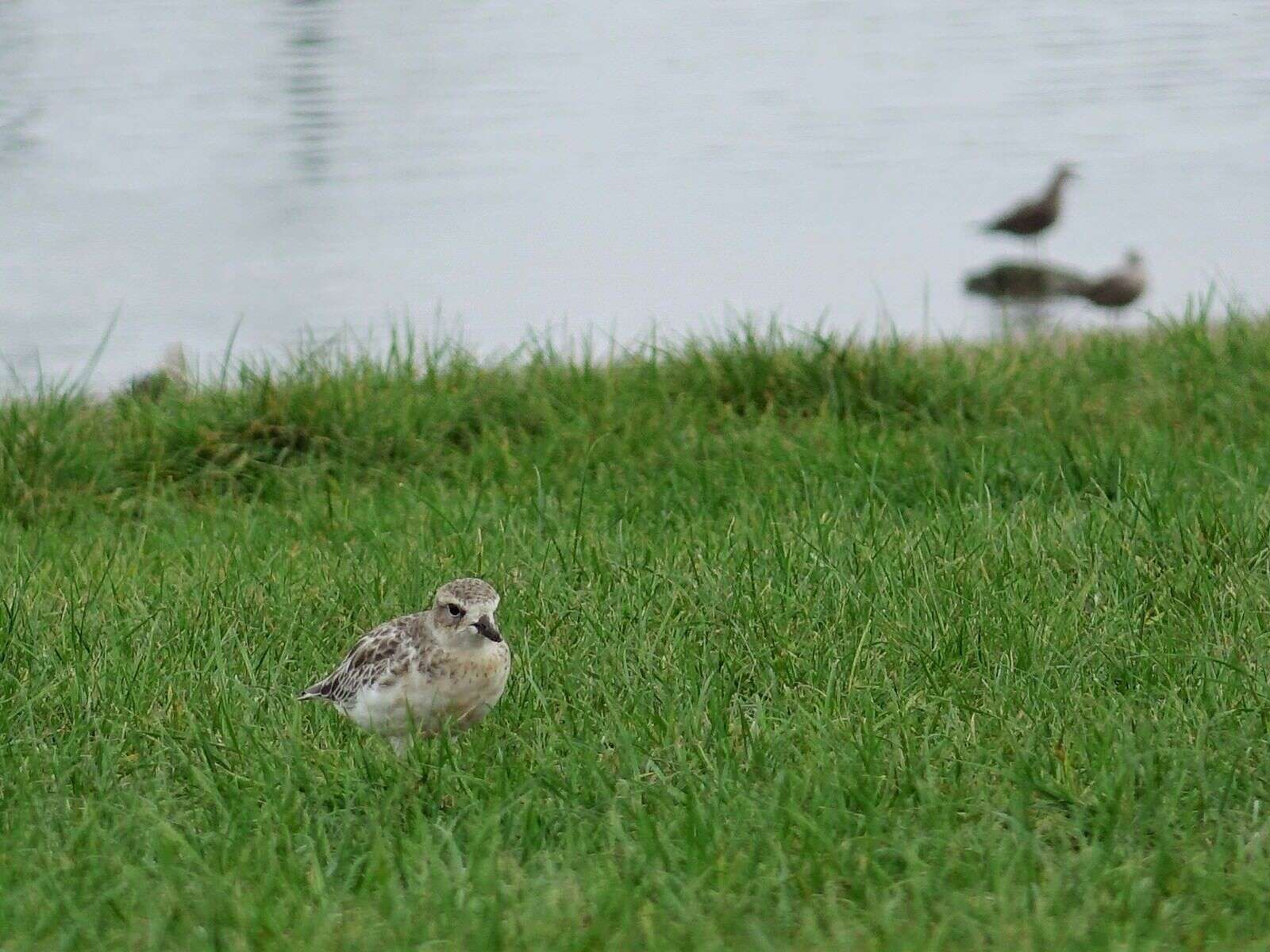 Charadrius obscurus aquilonius Dowding 1994 resmi