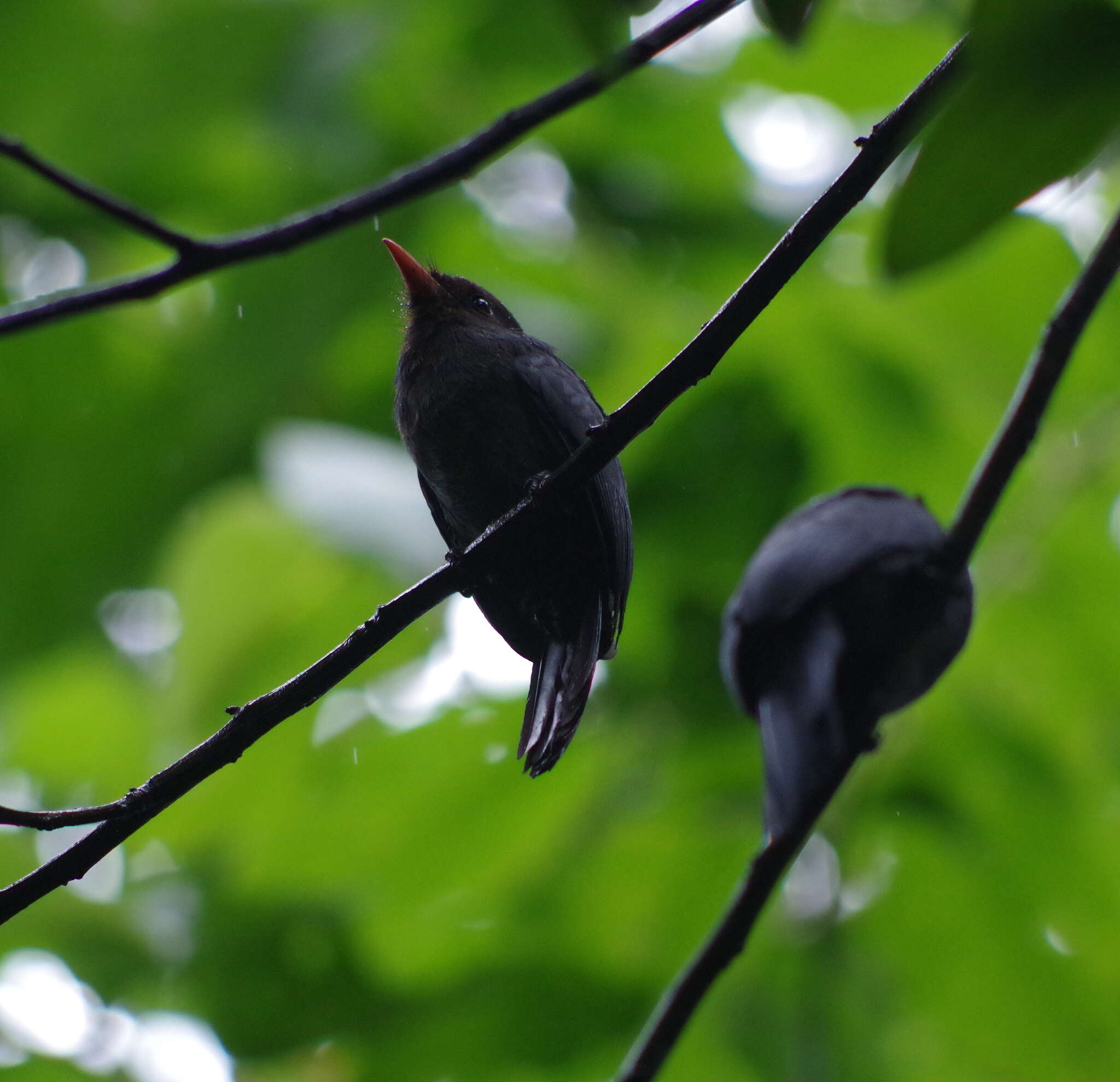 Image of Black-fronted Nunbird