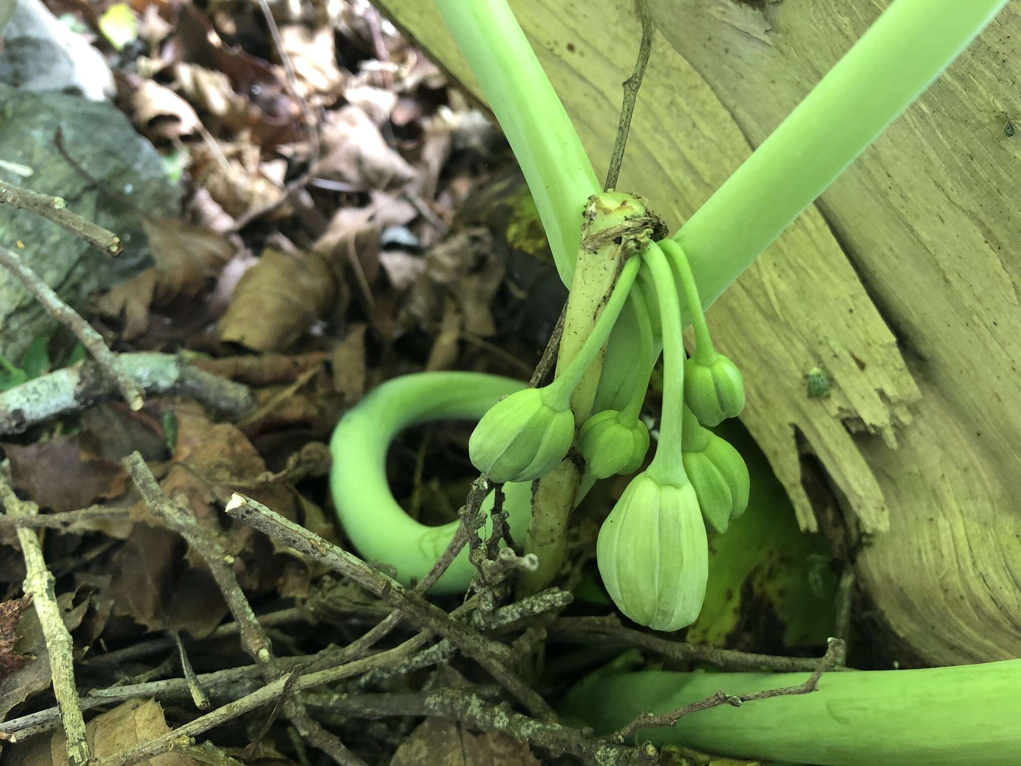 Image de Podophyllum pleianthum Hance