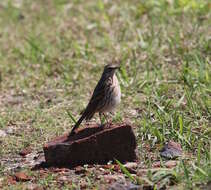 Image of Rosy Pipit