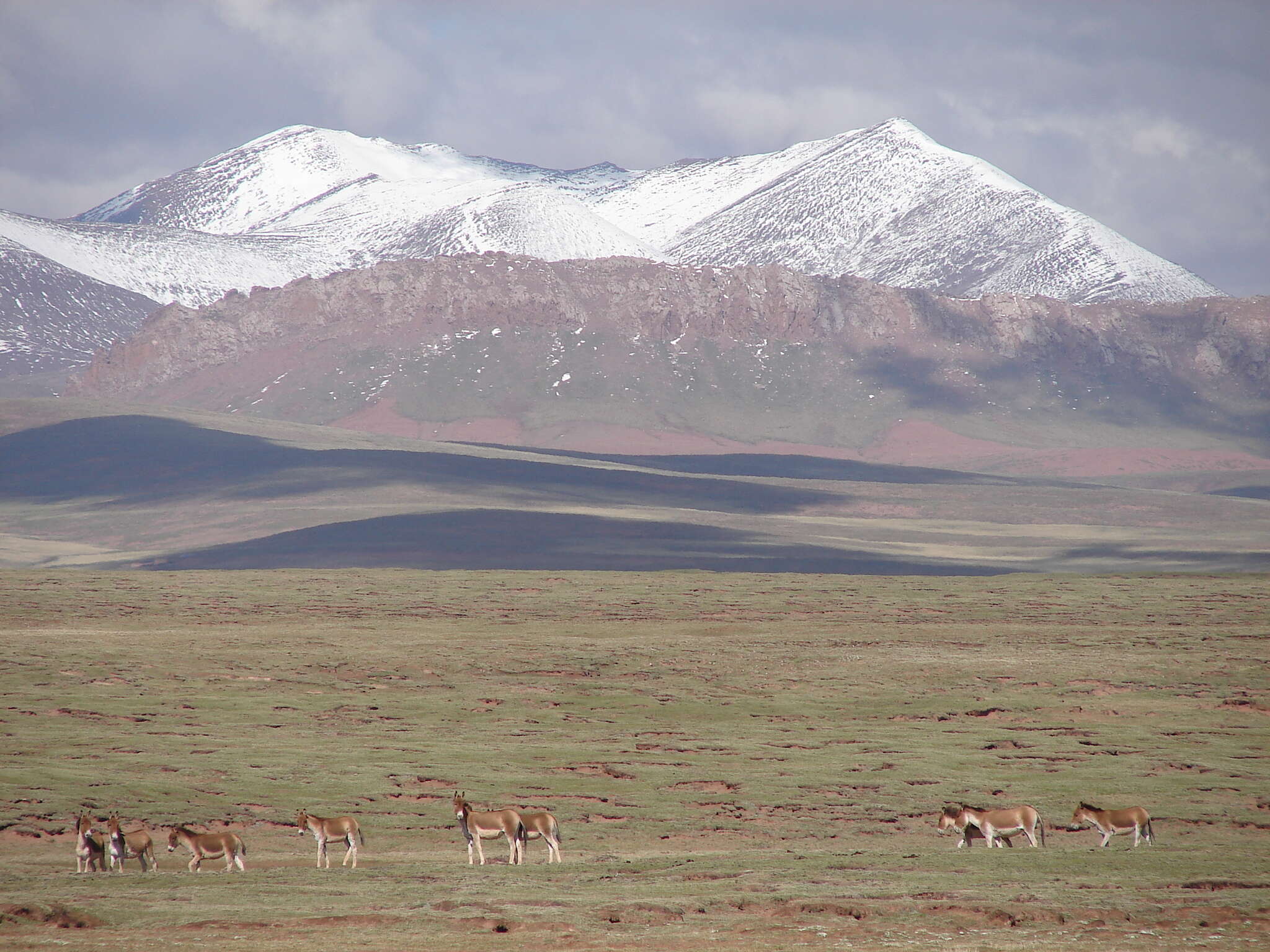 西藏野驢的圖片