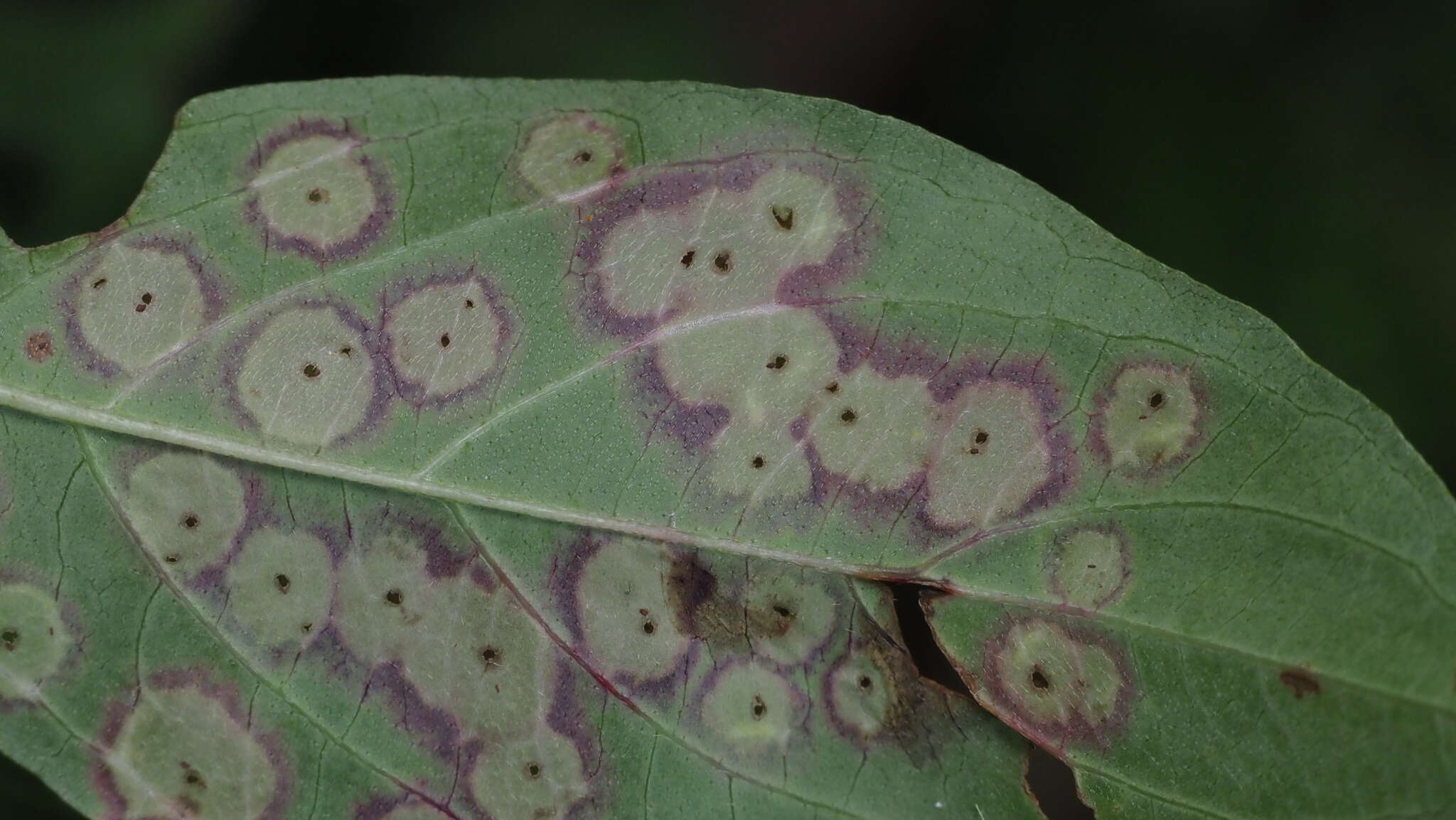 Image de Parallelodiplosis subtruncata (Felt 1907)