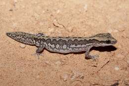 Image of Ornate Stone Gecko