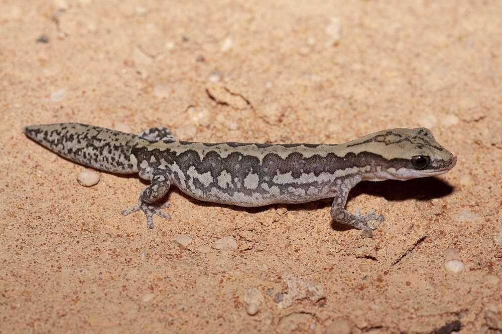 Image of Ornate Stone Gecko