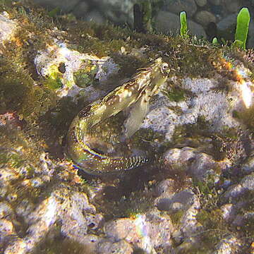 Image of Horned blenny