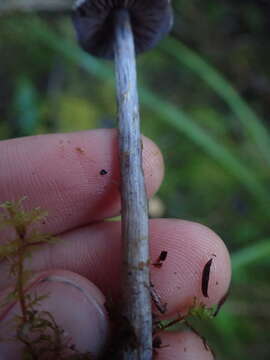 Image of Thaxterogaster rhipiduranus (Soop) Niskanen & Liimat.