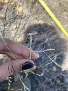 Plancia ëd Lessingia virgata A. Gray