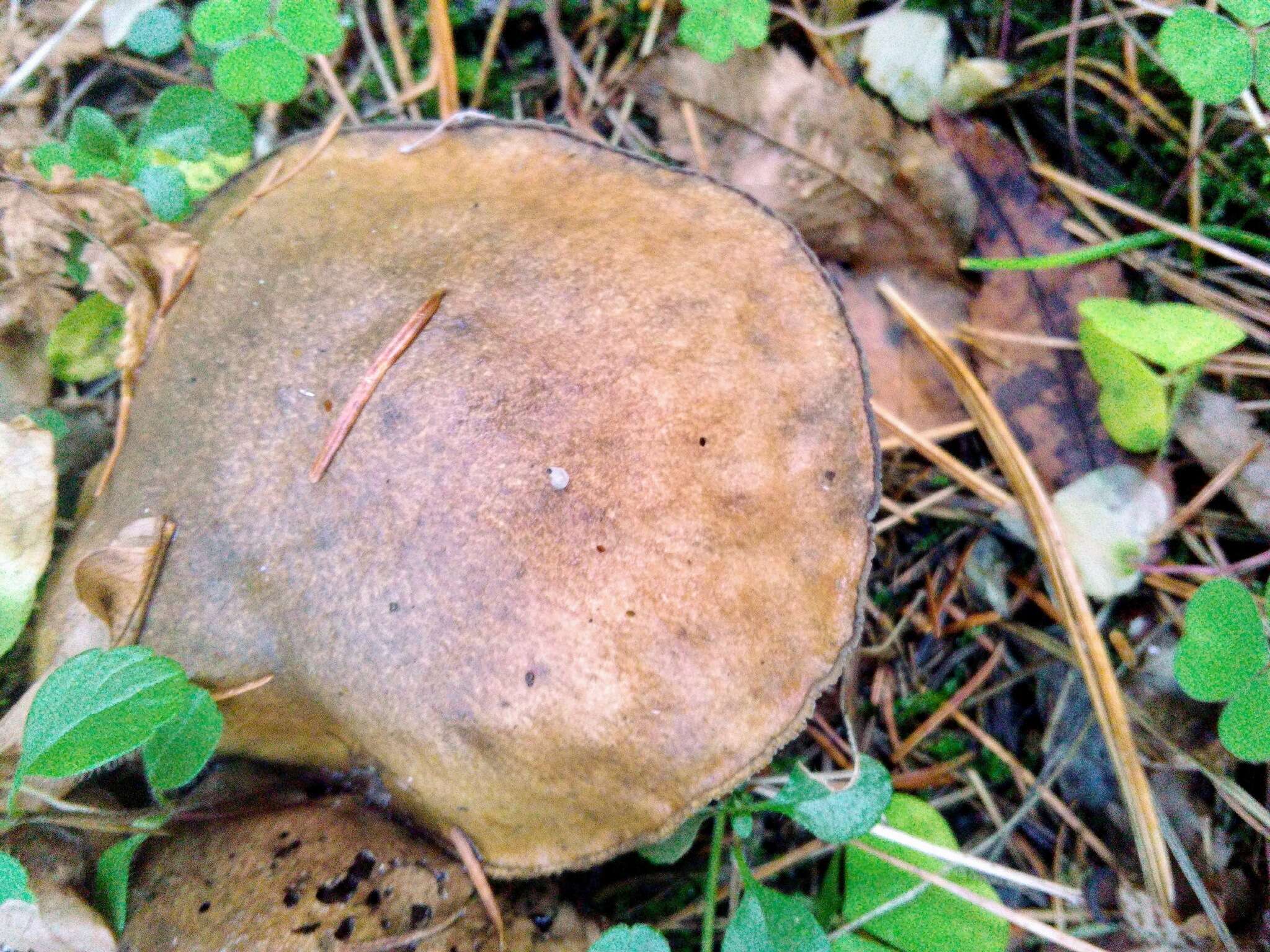 Image of Suillus punctipes (Peck) Singer 1945